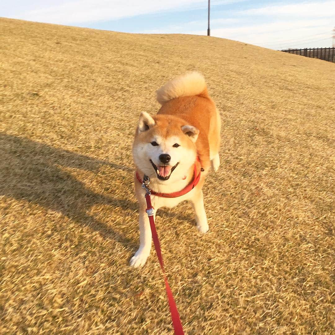 てんパパさんのインスタグラム写真 - (てんパパInstagram)「朝日が昇って、 てんこも枯れ芝もキツネ色に染まる頃、 やや霞んで見える富士を背に、 今朝もてんこはやる気十分。 #朝んぽ #丘の上のてん #世界遺産と天然記念物 #やる気あります」4月5日 7時53分 - tenchan.shiba