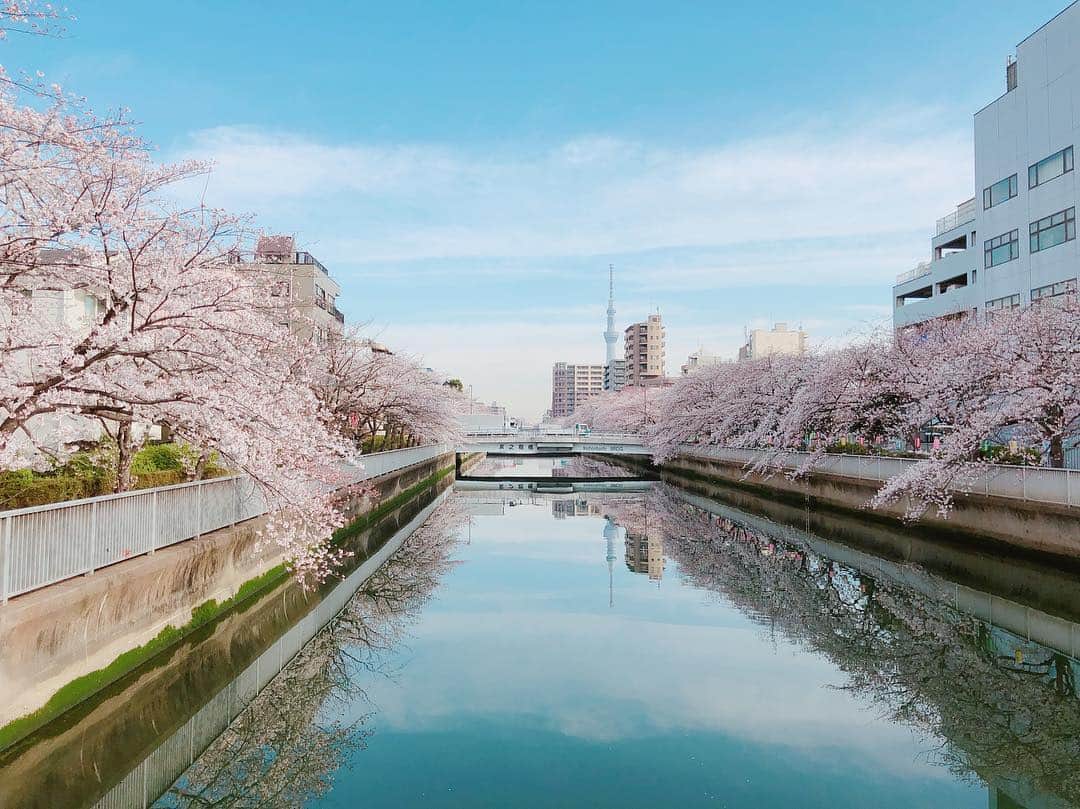 東原亜希さんのインスタグラム写真 - (東原亜希Instagram)「現場に早く着いたので1人お花見、第2回🌸スカイツリー見えるかな😆」4月5日 7時55分 - akihigashihara