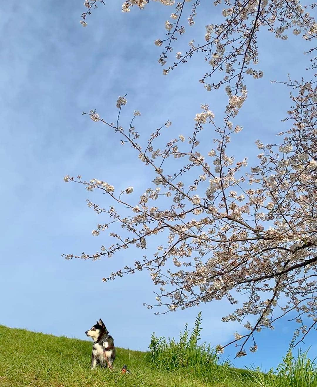 くろさんのインスタグラム写真 - (くろInstagram)「朝んぽ🌸 #ソメイヨシノ #cherryblossom  #柴犬と桜 #桜と柴犬 #黒柴と桜 #桜と黒柴 #kuroshiba #blackshiba #shibainu #shibastagram #instadog #dogstagram #柴犬 #黒柴 #日本犬 #和犬 #いぬら部 #ふわもこ部 #柴犬部 #モフモフ生命体 #柴犬のいる暮らし #わんこのいる暮らし #わんこのいる生活 #わんこと一緒 #わんダフォ #わんだふるjapan」4月5日 8時02分 - m6bmw