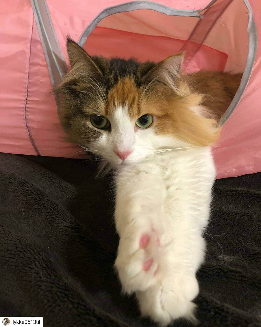 猫壱（ねこいち•ネコイチ）のインスタグラム