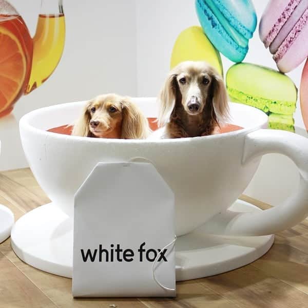 くるみんのインスタグラム：「* インターペット2019にて  2ワンでカップIN☕ * #ミニチュアダックス #ミニチュアダックスフント #ミニチュアダックスフンド #イザベラ #イザベラタン #カニンヘンダックスフント #カニンヘンダックスフンド #カニンヘンダックス #カニンヘン #チョコタン #チョコタンダックス #ダックスフンド #ダックス多頭飼い #ダックス #ダックスフント #インターペット2019 #インターペット #ホワイトフォックス #whitefox #dogstagram #east_dog_japan #instagramdogs #instadachs #kyounodachs #todayswanko #7pets_1day #わんこなしでは生きていけません会 #ワンコなしでは生きて行けません会 #いぬばか部 #いぬすたぐらむ」