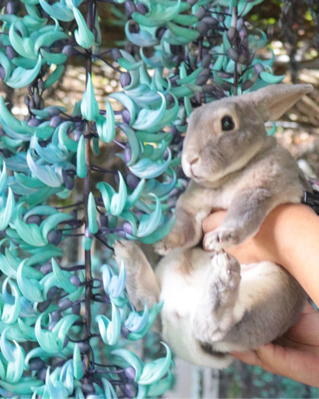 Kayoのインスタグラム：「たわわなヒスイカズラ💙 勾玉みたいで✨ 天然でこの色ってなんかすごいい」