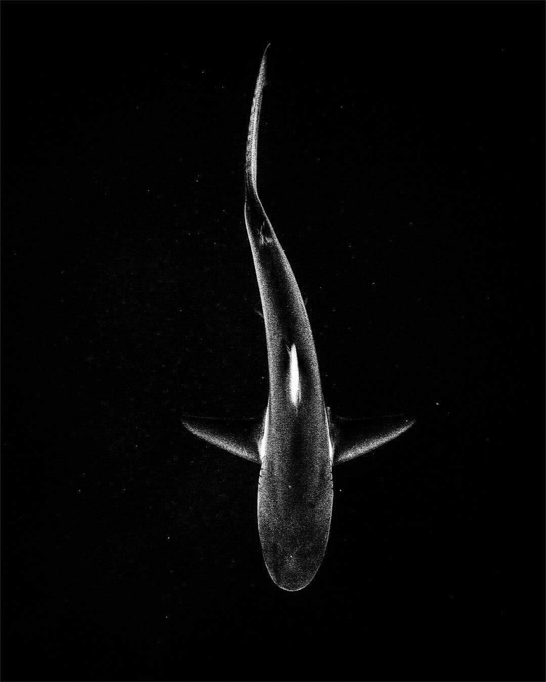 マイケル・ミュラーさんのインスタグラム写真 - (マイケル・ミュラーInstagram)「The lines on this shark remind me of the form & curves of a dancer.....」4月5日 8時21分 - michaelmuller7