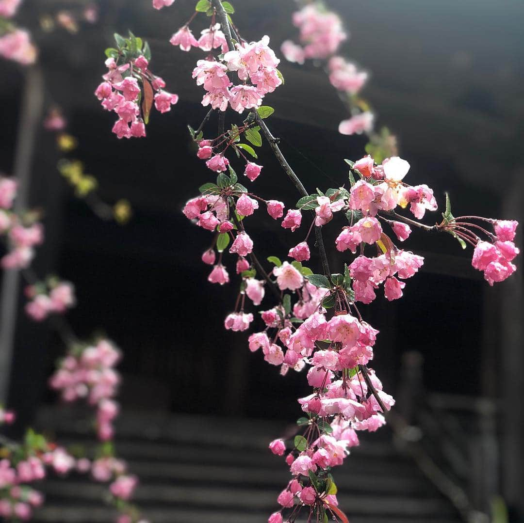 竹本アイラさんのインスタグラム写真 - (竹本アイラInstagram)「鎌倉の桜の名所をランニング からのお花見 #桜  #お花見  #鎌倉  #ランニング  #run  #ランニング女子  #kamakura  #running  #妙本寺  #源氏山公園  #逗子  #zushi  #逗子ハイランド  #桜並木  #葛原岡神社」4月5日 8時30分 - aira.ar50