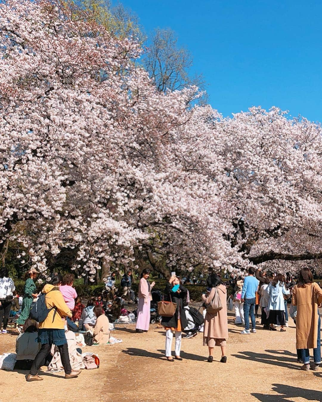 SKINGARDEN［スキンガーデン］さんのインスタグラム写真 - (SKINGARDEN［スキンガーデン］Instagram)「﻿ 🌸インスタライブ オフショット🌸﻿ ﻿ ﻿ 昨日はインスタライブをご覧にいただき﻿ ありがとうございます😍✨﻿ ﻿ お花見のシーズンということもあり﻿ 新大久保から近い、新宿御苑でお花見ライブでした🍡🌸﻿ ﻿ そしてついに名前が発表されたテディベアのスンデくん🧸 も一緒に行きました😆💜笑﻿ ﻿ 昨日のウンテさんとスンデくんの オフショットがこちら😊🐻✨﻿ ﻿ ﻿ たくさんの人で賑わっていて外国の方々も すごく多かったです😎﻿ 新大久保からも近いので是非皆さんも 行ってみてください😘🙌﻿ ﻿ ﻿ ﻿ #skingarden #スキンガーデン #新大久保 #신오쿠보 #韓国 #韓国メイク #韓国コスメ #メイク #コスメ #한국화장품 #한국메이크업 #메이크업 #코스메틱 #お花見 #桜 #벚꽃 #cherryblossom #新宿御苑 #スンデ  #ウンチャンネル #g9skin #berrisome #elishacoy #日韓 #좋아요 #instagood #beauty #cute」4月5日 8時41分 - skingarden.jp