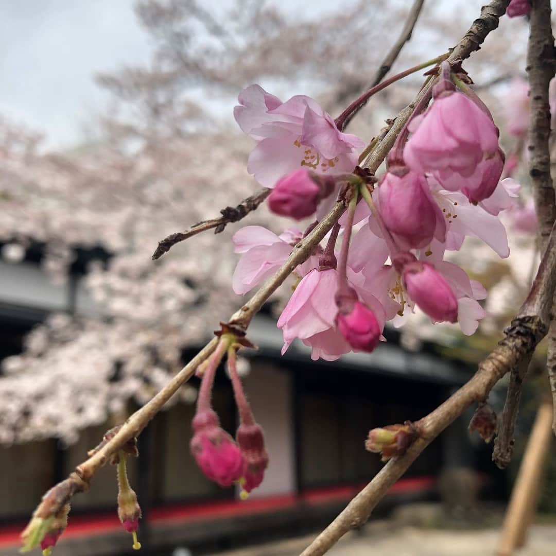 八芳園さんのインスタグラム写真 - (八芳園Instagram)「【お花見日和】  今日の東京の最高気温は20度を超える予報。 お花見日和となりそうです。  庭園では、 染井吉野と、しだれ桜の共演を レストランでは、 春野菜や旬の素材たっぷりの 桜特別メニューを お茶室では、 お抹茶と桜のお菓子を 愉しむ事ができます。  春の１日を存分にお過ごし下さい。 ［八芳園Spring Festival 2019 粋］ http://www.happo-en.com/event/springfestival2019/  #八芳園 #しだれ桜 #染井吉野 #桜 #庭園 #日本庭園 #桜色 #お花見 #お花見日和 #お花見デート #春野菜 #自然栽培 #オーガニック #見頃 #白金台  #happoen #garden #sakura #cherryblossom #pink #organic #tokyo #shirokanedai」4月5日 8時48分 - happoen