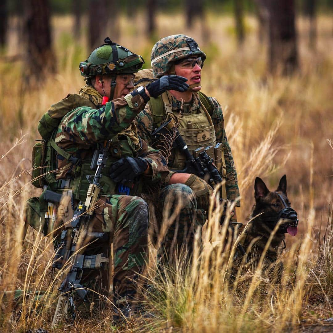 アメリカ海兵隊さんのインスタグラム写真 - (アメリカ海兵隊Instagram)「Chillin’ With My Dawgs  Sgt. Bryce Schmidt, a dog handler with 2nd Law Enforcement Battalion,@IImefmarines, and Royal Dutch Marine Cpl. Jamie Moloney with the 32nd Raiding Squadron, assess the path in front of them during Dutch bilateral training at Camp Lejeune, North Carolina, March 26, 2019. (U.S. Marine Corps photo by Lance Cpl. Nello Miele)  #Marines #USMC #Military #RoyalDutchlMarines #Training #MilitaryDog #DogHandler #Dog #Motivation #YUT OohRah #Dutch #MarineLife」4月5日 8時52分 - marines