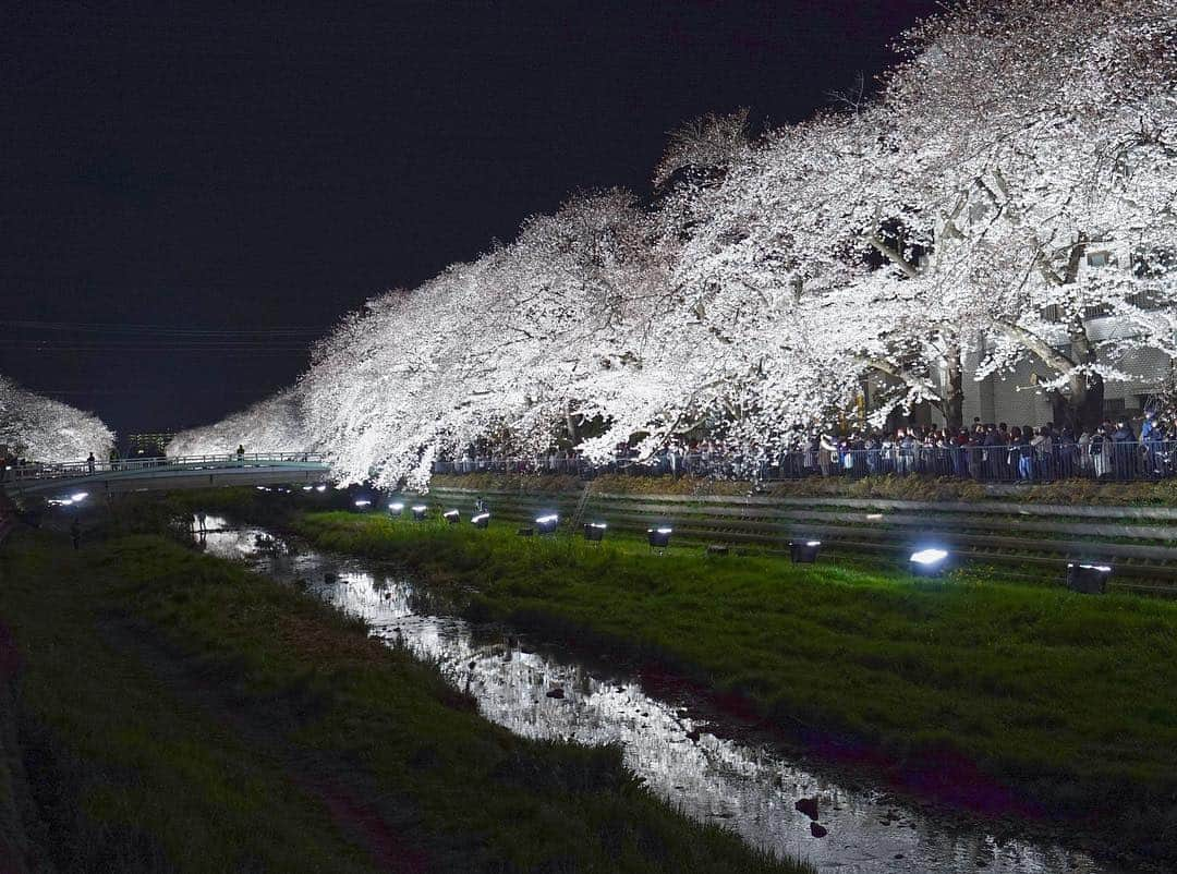 masayaさんのインスタグラム写真 - (masayaInstagram)「Nogawa Chofu Tokyo 一夜限りのライトアップ野川の桜🌸桜も凄いが人も凄い。 開催日は2日前に発表になるにもかかわらず、住宅地を流れるさほど幅のない河川敷に約2万人だとか、、 一方通行で止まって撮影することは禁止です💦今年も片道でコースアウト #桜 #cherryblossoms #sakura #Tokyo」4月5日 8時56分 - moonlightice