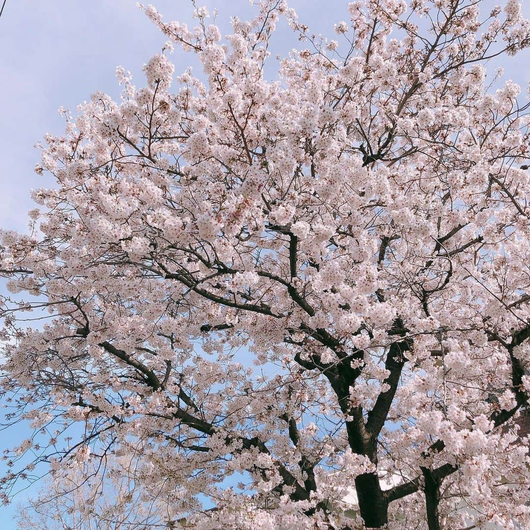 松藤あつこさんのインスタグラム写真 - (松藤あつこInstagram)「始園式に相応しい朝…🌸 いってらっしゃい❣️ #満開 #桜 #新しい一年 #スタート #幼稚園 #最後の一年 #あっという間 #ついこの間 #産んだ #長男 #立派なお兄さん #沢山助けてくれる」4月5日 9時00分 - atsukomatsufuji