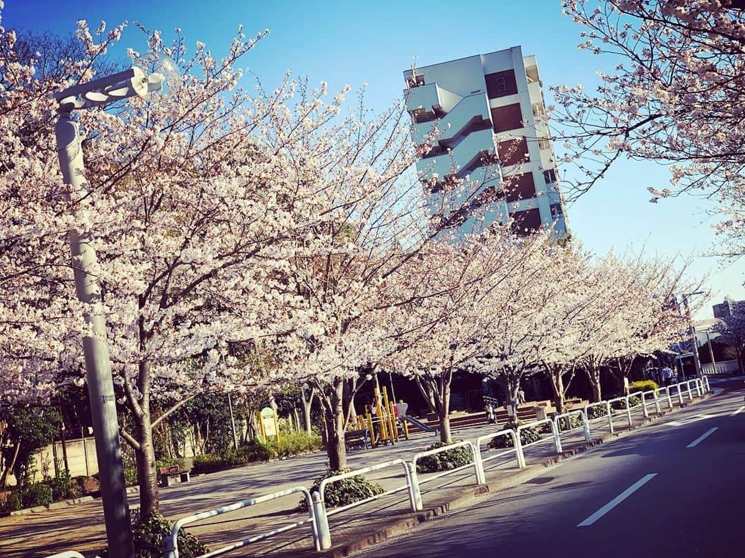 井口卓人さんのインスタグラム写真 - (井口卓人Instagram)「桜も満開ですね〜🌸今週末は、花見をしながらゆっくりと過ごされる方も多いと思いますが。ちょっと待った！お台場で楽しい楽しいイベントがありますよ👍モータースポーツジャパン2019！お時間がある方は、是非お越し下さい😉残念ながら、僕は日曜日のみの参加になります。」4月5日 9時07分 - takutoiguchi