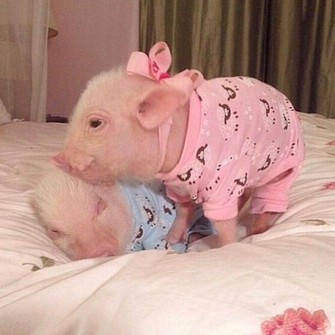 Priscilla and Poppletonさんのインスタグラム写真 - (Priscilla and PoppletonInstagram)「This is one of mom’s favorite pigtures. Can you believe that’s me kissing Baby Pop goodnight? I’ve loved that silly boy, since the day mom brought him home.🐷💙🐷💗#siblinglove #alwayskissmegoodnight #tbt #PrissyandPop」4月5日 9時18分 - prissy_pig