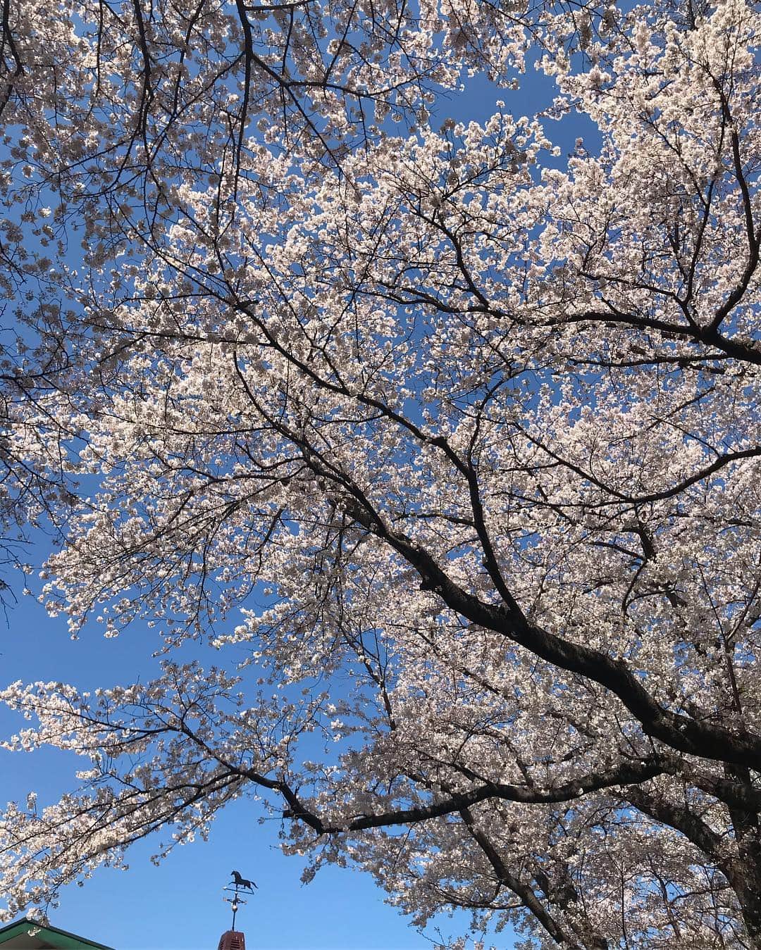 長澤彩子さんのインスタグラム写真 - (長澤彩子Instagram)「はー癒された🌸🍡 #根岸森林公園 #お花見 #花より団子 #cherryblossom」4月5日 9時27分 - ayako212nagasawa