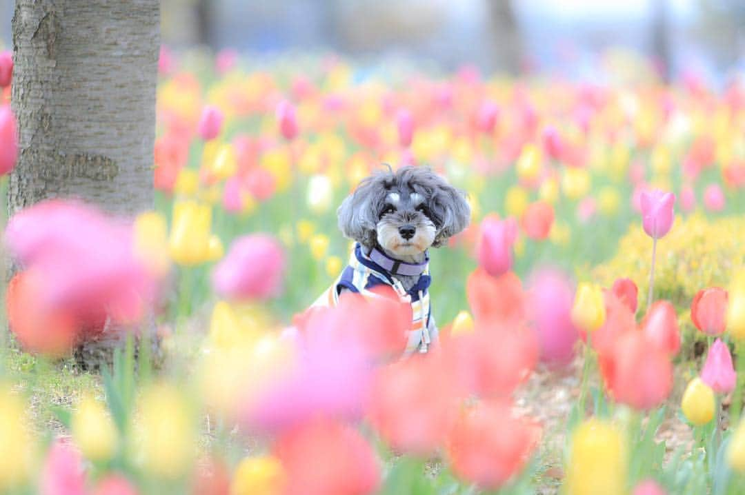 中野区在住のミニシュナのInstagramさんのインスタグラム写真 - (中野区在住のミニシュナのInstagramInstagram)「🌷🌷🌷 . . .  インターペットに行ったら遭遇した #チューリップフェスティバル 🌷 色とりどりのチューリップに囲まれてゴキゲン？なイヴです✨ . . .  #しゅなら部 #ミニチュアシュナウザー #miniatureschnauzer #schnauzer #schnauzerofinstagram #schnauzer_lovers  #schnauzer_planet  #schnauzer_of_instagram  #schnauzer_feature  #inulog #east_dog_japan #all_dog_japan  #todayswanko  #inutokyo  #dogsta #花と犬  #いぬとはな  #はなまっぷチューリップ  #はなまっぷ2019  #ひろがり同盟 #insta_dog #this_is_mylifeな1枚  #わんことお出かけ  #イヌトミィ #insta_dog #this_is_mylifeな1枚  #bokehphotography #bokehgraph #bokeh_addicts #bokehdog」4月5日 9時21分 - marble_eve