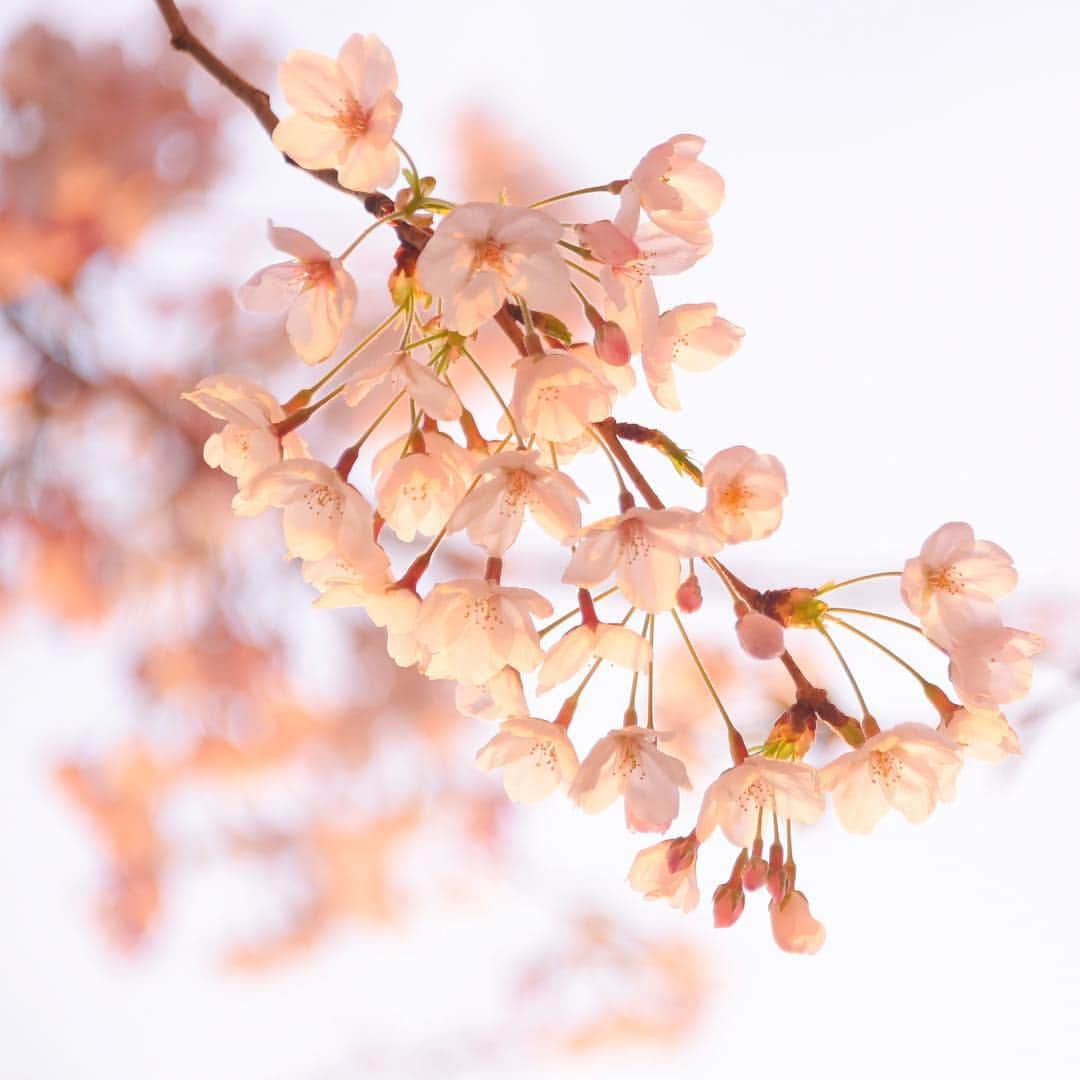 meekooさんのインスタグラム写真 - (meekooInstagram)「朝日を浴びて🌸 早起きして近所の桜を見てきました。まだまだ頑張って咲いてる😊 #朝撮り」4月5日 9時22分 - meekoo