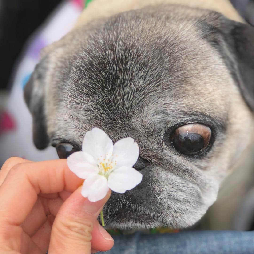 八兵衛のインスタグラム：「Sakura boy🌸 * * プレーバックお花見(笑) * * 強風で落ちてた桜で しじたんの真似w @9689shijimi * * * #ほぼ黒パグ #おじいちゃん犬 #パグ #pug #puggy #puglife #puglove #petstagram #pugstagram #pugsofinstagram #pugs #dog #ふわもこ部  @igersjp #IGersJP #east_dog_japan #pecoイヌ部 #八兵衛 #はちべえ #朝ワンコ夕ニャンコ」