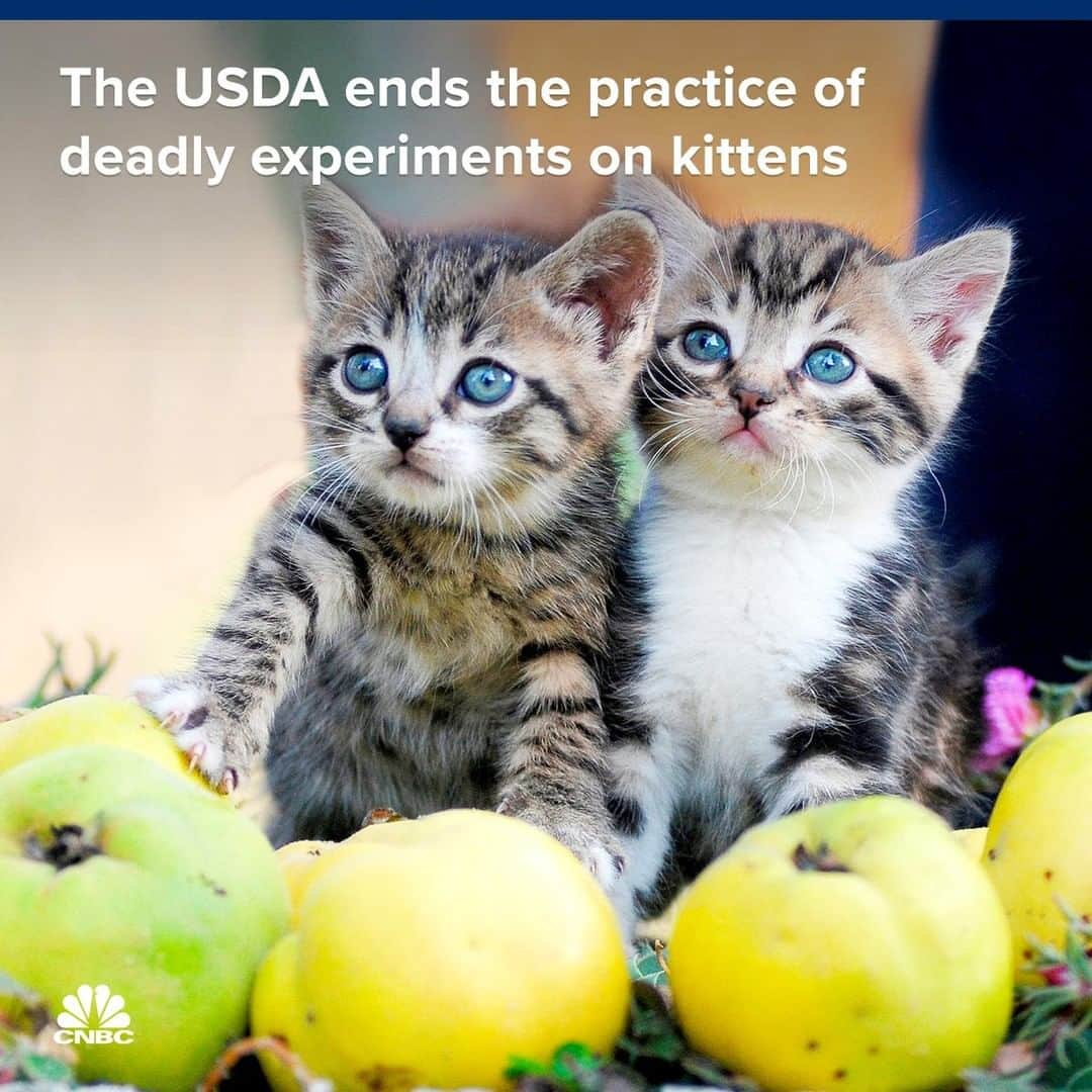 CNBCさんのインスタグラム写真 - (CNBCInstagram)「Facing mounting pressure, the U.S. Department of Agriculture said it will cease conducting research experiments on cats.⁣ ⁣ The USDA had been using kittens and cats in taxpayer-funded research to study parasites that can cause death to humans from foodborne illness. The practice included feeding dog and cat meat obtained in "Asian meat markets" to cats.⁣ ⁣ But last month, bipartisan legislation entitled the KITTEN Act was introduced in Congress to end the agency's experiments on cats. Thankfully for the kittens, the USDA said the "research has been redirected and the use of cats as part of any research protocol in any ARS laboratory has been discontinued and will not be reinstated."⁣ ⁣ You can read more, at the link in bio.⁣ ⁣ *⁣ *⁣ *⁣ *⁣ *⁣ *⁣ *⁣ *⁣ #Cats #Kittens #CatsofInstagram #Kitties #KITTENACT #Congress #Research #Science #Rights #Animals #News #CNBC⁣」4月5日 9時25分 - cnbc