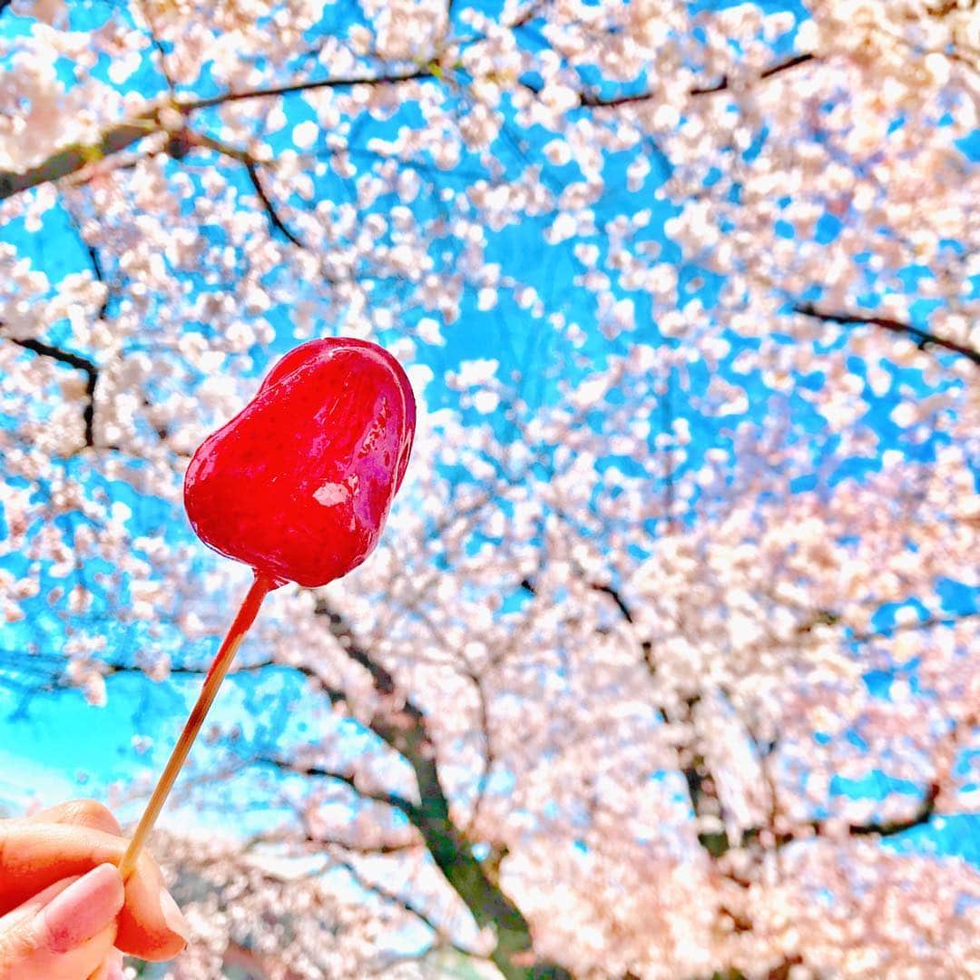 中道あすかさんのインスタグラム写真 - (中道あすかInstagram)「今週は、#お花見 週間☺️🌸 . . 今年は#目黒川 行けなかったの 残念だけど...💦💦、 . . 近場で、 幼稚園の仲良しママさんたちだったり、 ばーば達だったり、 たくさんお花見できてHAPPY☺️🌸 . . 桜みながら、おむすびとか食べて のんびりするのが、 最高に最高に、幸せ💓💓💓 . . そして、まだ#桜 を堪能できてない 旦那さんのために、 急遽#旅行 計画‼️ . 明日〜あさってで、 ちょっと遠出して、 1泊でお花見してきます☺️🌸 . . 今日は、お仕事と家事、 マッハで終わらせて 旅行の準備をせねばー‼️🏃‍♀️ . . . #花見#いちごあめ#苺#トラベラー#タビジョ#子連れ#cozre#子連れ旅行#春休み#インスタ映え#フォトジェニック#スイーツ#お菓子#ピクニック#ママ#男の子ママ#休日#休日の過ごし方#家族#sakura#cherryblossom #japan#日本」4月5日 9時27分 - asuroom