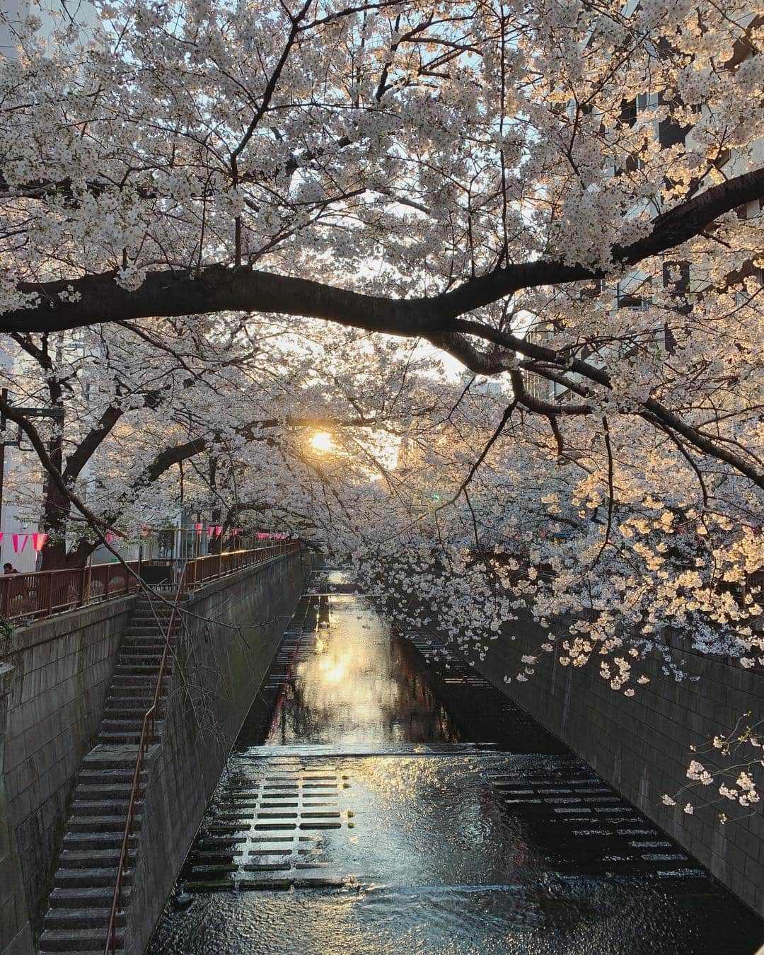 井上和香さんのインスタグラム写真 - (井上和香Instagram)「久しぶりの目黒川。 平日にも関わらず、中目黒は休日のような人混みでビックリ⁉︎ やっぱりこんなに桜が綺麗だとみんな集まりますよね😊 夕陽に照らされている桜は、この写真なんかよりもとても綺麗でした🌸 . #おはよう #目黒川 #桜 #夕陽の桜 #足を止めたくなる桜 #今日もいい天気 #みんな頑張ろう」4月5日 9時29分 - inoue_waka