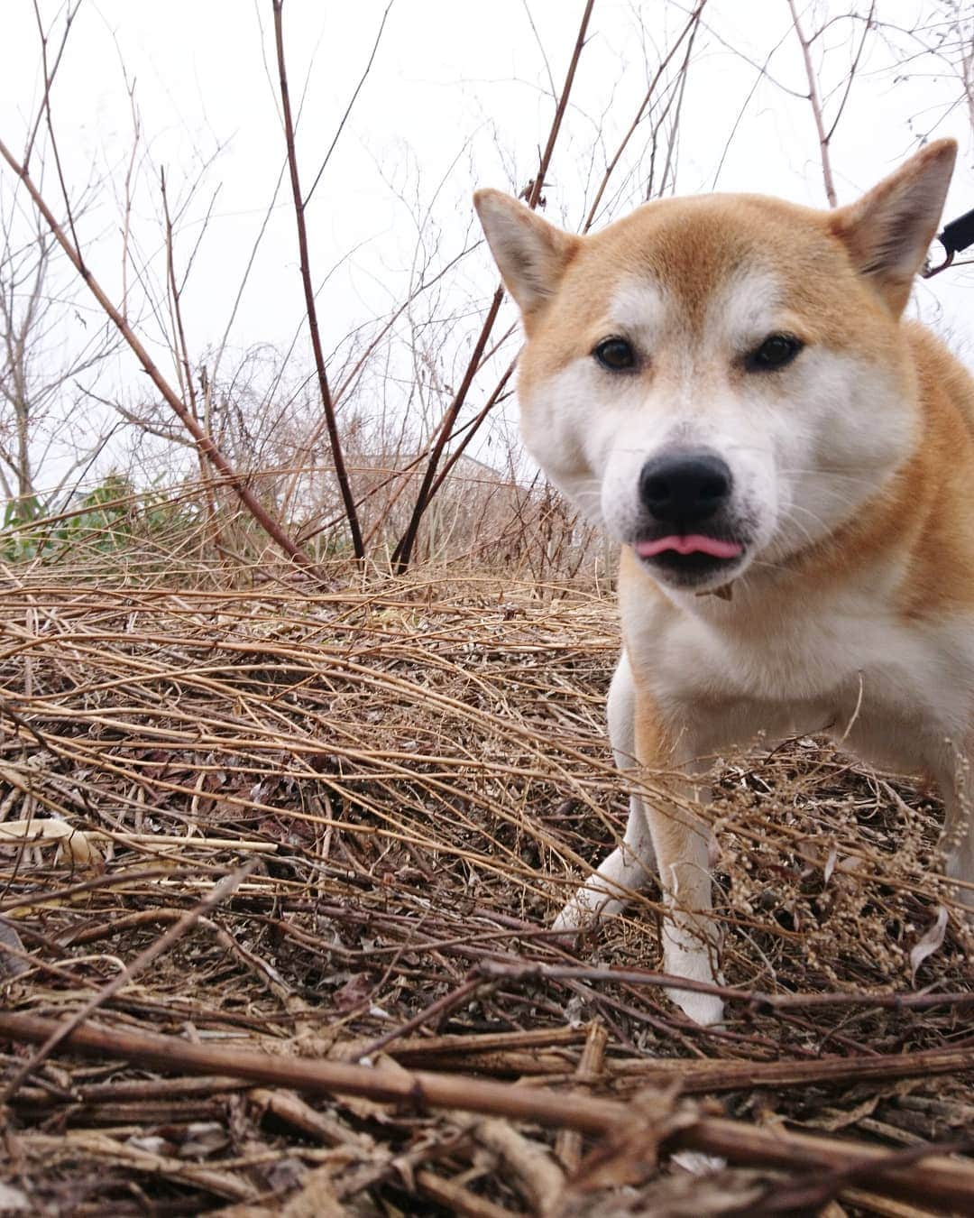 柴犬⭐️サスケさんのインスタグラム写真 - (柴犬⭐️サスケInstagram)「誕生日だわん🐶 #4月5日#生まれ#誕生日#男の子#4歳#🎂#食べるのに必死#ブレブレ#想定内#前撮りしといてよかった#少しは落ち着いてください#プレゼントは#イソップ#シャンプー#父ちゃん母ちゃんからは#トリミングと温泉代#茶助は嬉しくない#嬉しいのは私だけ#おめでとう」4月5日 9時29分 - shiba20150405