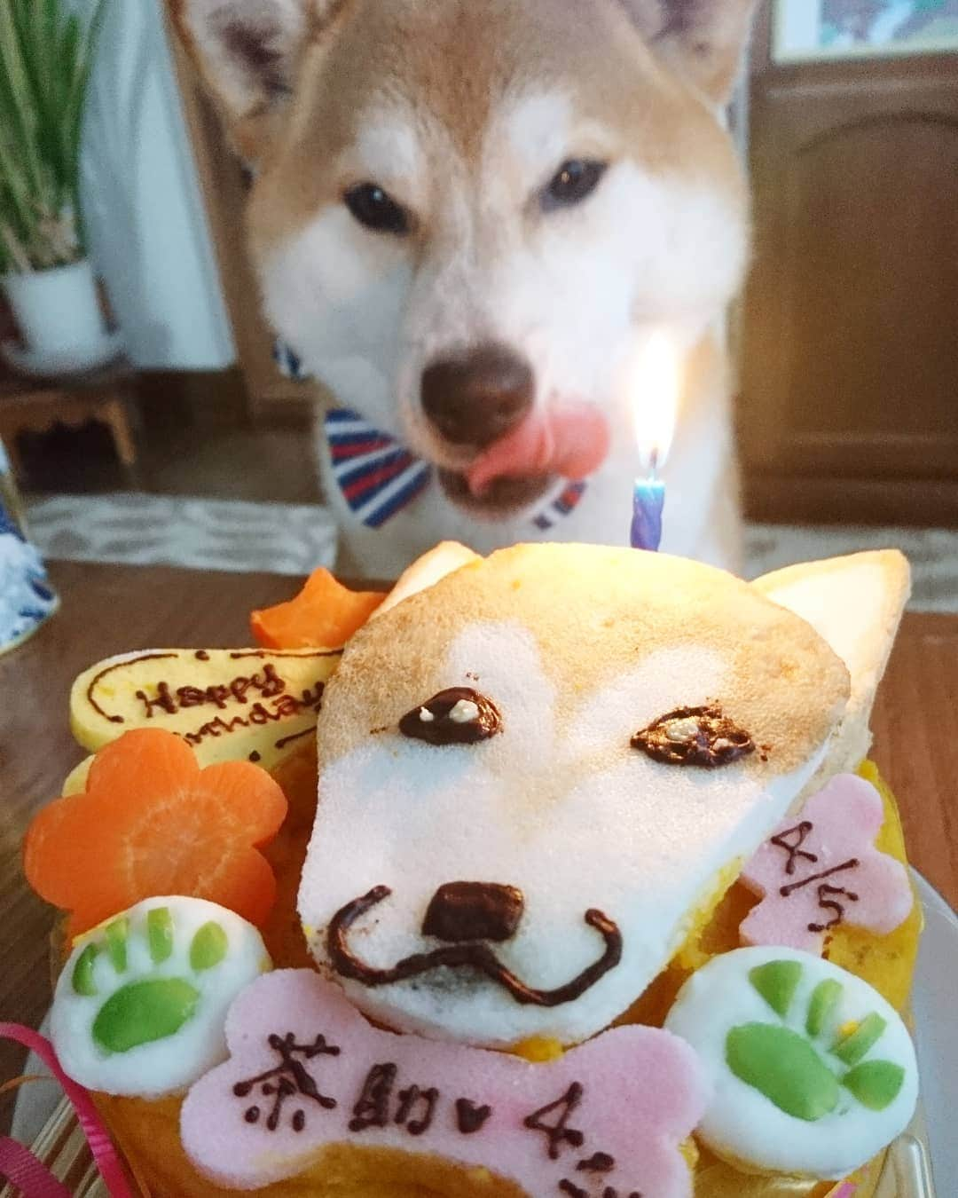 柴犬⭐️サスケさんのインスタグラム写真 - (柴犬⭐️サスケInstagram)「誕生日だわん🐶 #4月5日#生まれ#誕生日#男の子#4歳#🎂#食べるのに必死#ブレブレ#想定内#前撮りしといてよかった#少しは落ち着いてください#プレゼントは#イソップ#シャンプー#父ちゃん母ちゃんからは#トリミングと温泉代#茶助は嬉しくない#嬉しいのは私だけ#おめでとう」4月5日 9時29分 - shiba20150405