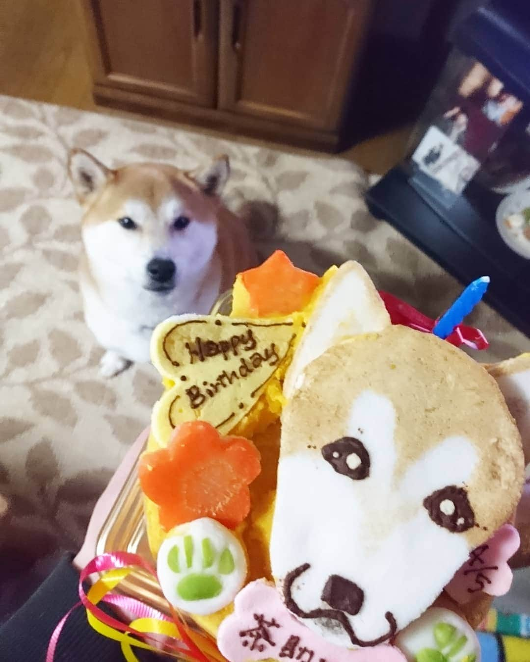 柴犬⭐️サスケさんのインスタグラム写真 - (柴犬⭐️サスケInstagram)「誕生日だわん🐶 #4月5日#生まれ#誕生日#男の子#4歳#🎂#食べるのに必死#ブレブレ#想定内#前撮りしといてよかった#少しは落ち着いてください#プレゼントは#イソップ#シャンプー#父ちゃん母ちゃんからは#トリミングと温泉代#茶助は嬉しくない#嬉しいのは私だけ#おめでとう」4月5日 9時29分 - shiba20150405