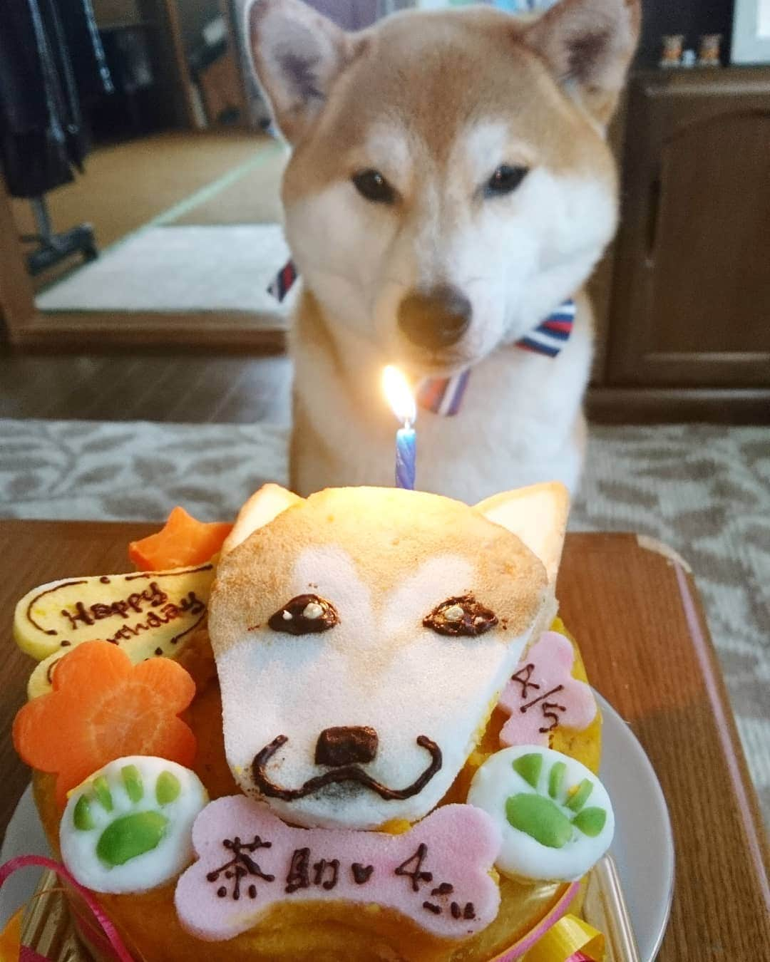 柴犬⭐️サスケさんのインスタグラム写真 - (柴犬⭐️サスケInstagram)「誕生日だわん🐶 #4月5日#生まれ#誕生日#男の子#4歳#🎂#食べるのに必死#ブレブレ#想定内#前撮りしといてよかった#少しは落ち着いてください#プレゼントは#イソップ#シャンプー#父ちゃん母ちゃんからは#トリミングと温泉代#茶助は嬉しくない#嬉しいのは私だけ#おめでとう」4月5日 9時29分 - shiba20150405