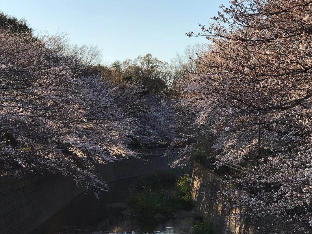 靖乃さんのインスタグラム写真 - (靖乃Instagram)「日本に生まれて良かったなぁ〜と想う景色 桜花爛漫 外国にはその土地ごとに素敵な風景が拡がってるのも知ってるけど、是非色んな人にこの日本の四季も体感して貰いたいなぁ〜と想う  あ、皆様おはようございます(笑)  #靖乃 #桜 #日本の四季 #桜花爛漫」4月5日 9時32分 - yasuno_official