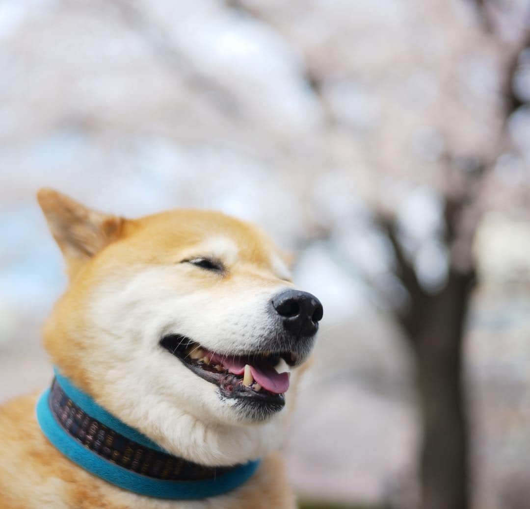 まる（まるたろう）さんのインスタグラム写真 - (まる（まるたろう）Instagram)「I’m having the time of my life.✨🌸🐶🌸✨お花見お散歩って最高だよね。 #ぼかぁ幸せだなぁ  #気分が上がってきたから #歌でも歌っちゃおうかな #リクエストちょうだい #アゲアゲ」4月5日 9時33分 - marutaro