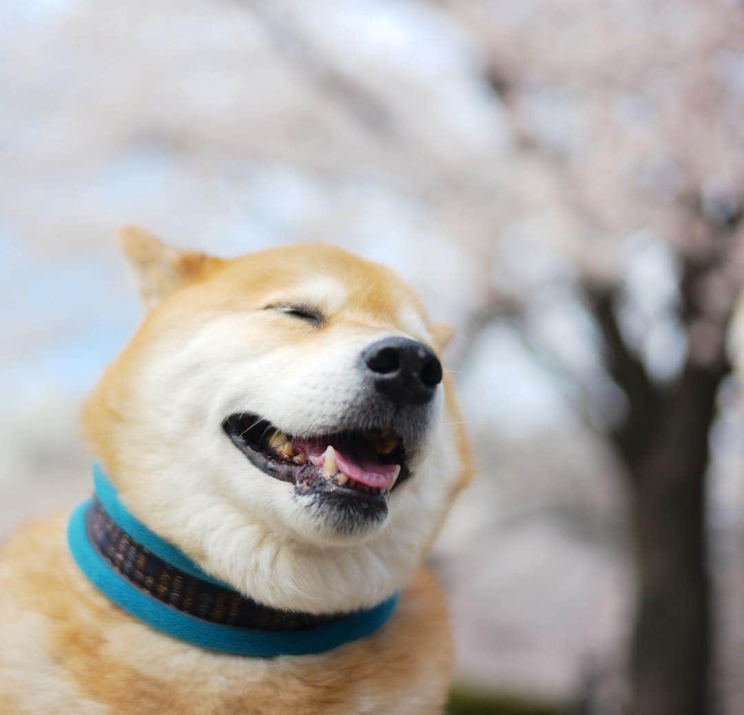 まる（まるたろう）さんのインスタグラム写真 - (まる（まるたろう）Instagram)「I’m having the time of my life.✨🌸🐶🌸✨お花見お散歩って最高だよね。 #ぼかぁ幸せだなぁ  #気分が上がってきたから #歌でも歌っちゃおうかな #リクエストちょうだい #アゲアゲ」4月5日 9時33分 - marutaro