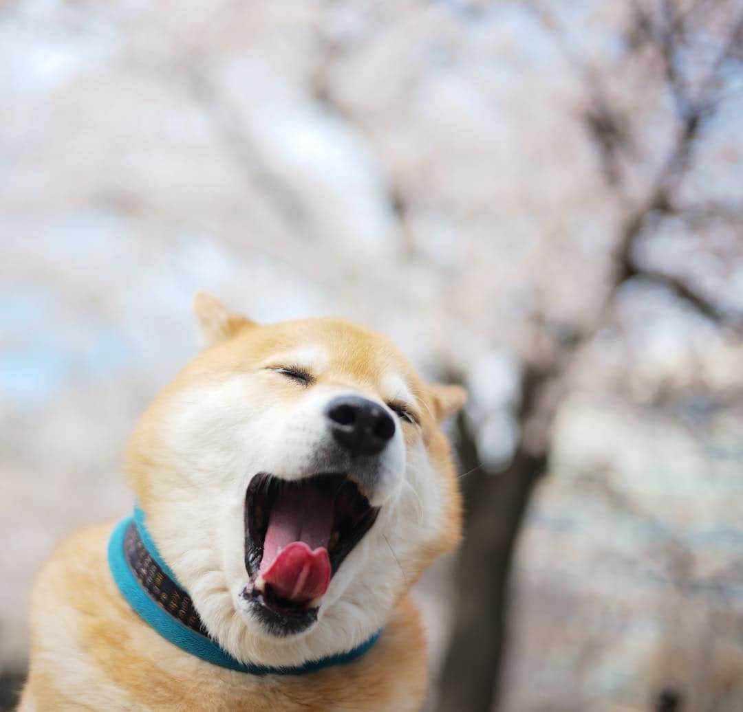 まる（まるたろう）さんのインスタグラム写真 - (まる（まるたろう）Instagram)「I’m having the time of my life.✨🌸🐶🌸✨お花見お散歩って最高だよね。 #ぼかぁ幸せだなぁ  #気分が上がってきたから #歌でも歌っちゃおうかな #リクエストちょうだい #アゲアゲ」4月5日 9時33分 - marutaro