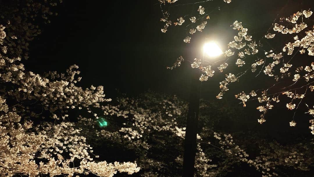 澁谷梓希さんのインスタグラム写真 - (澁谷梓希Instagram)「. . 夜桜しました😺 . 昨日はアニメ界隈を支える音楽家チームと おはなしできるご飯会があって なかなかぶっ込んだ話できて楽しかった✌️ . 久しぶりに夜中まで遊んだ…笑 . なぜかお尻が筋肉痛ｗｗｗｗ . .」4月5日 9時34分 - azk_s811