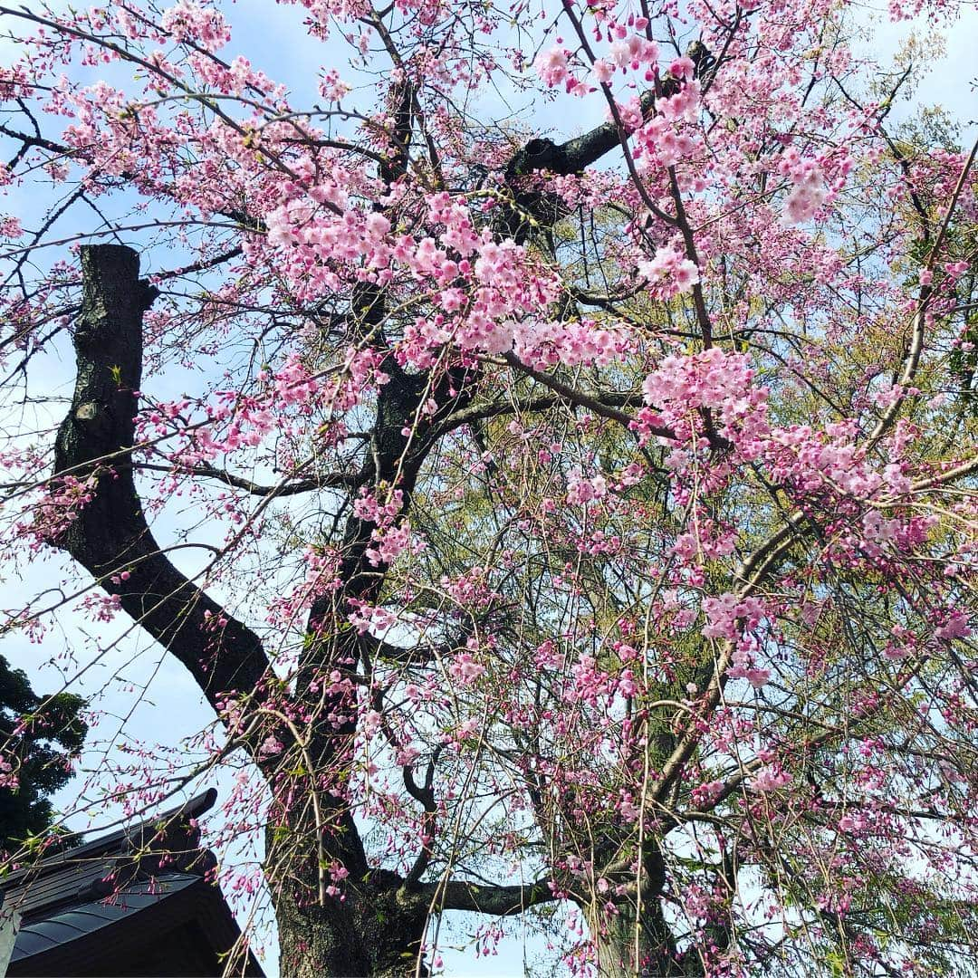 村主章枝さんのインスタグラム写真 - (村主章枝Instagram)「Flowers are blooming a lot in Japan and make my running lots of joy. my first marathon is on this weekend at Niigata! 花が沢山咲いていて、走っていて幸せです。 いよいよ、日曜、新潟のマラソン大会です。10kmですが、初マラソン🏃‍♀️ 頑張ります #初マラソン  #桜」4月5日 9時45分 - fumie.suguri