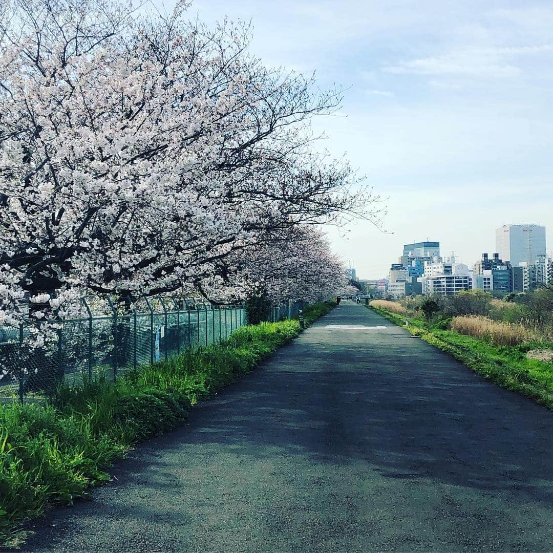 村主章枝さんのインスタグラム写真 - (村主章枝Instagram)「Flowers are blooming a lot in Japan and make my running lots of joy. my first marathon is on this weekend at Niigata! 花が沢山咲いていて、走っていて幸せです。 いよいよ、日曜、新潟のマラソン大会です。10kmですが、初マラソン🏃‍♀️ 頑張ります #初マラソン  #桜」4月5日 9時45分 - fumie.suguri