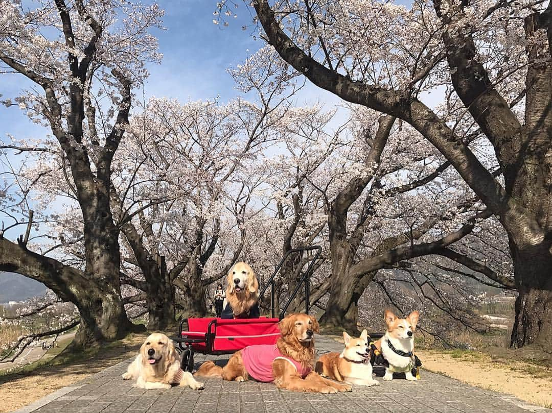 kei515yuさんのインスタグラム写真 - (kei515yuInstagram)「京都、背割堤にお友達と行きました😊 At Kyoto Sewaritei. ． 追記ー すみません、昨日のpost の文章が被ってしまいました🙇‍♀️🙇‍♀️🙇‍♀️ 写真は今朝のものです。 #dogsofinstagram #ゴールデンレトリバー #ilovegolden_retrievers #retrieversgram #petscorner #insta_animal #dog_ofinstagram #insta_dogs #gloriousgoldens #retriever #goldenretriever #犬バカ部 #igdog #gryuuko #topdogphoto #repost_ezyjp #retrieveroftheday #dogscorner #weeklyfluff #thedailygolden #dog_features #excellent_dogs #pecoいぬ部」4月5日 9時45分 - kei515yu