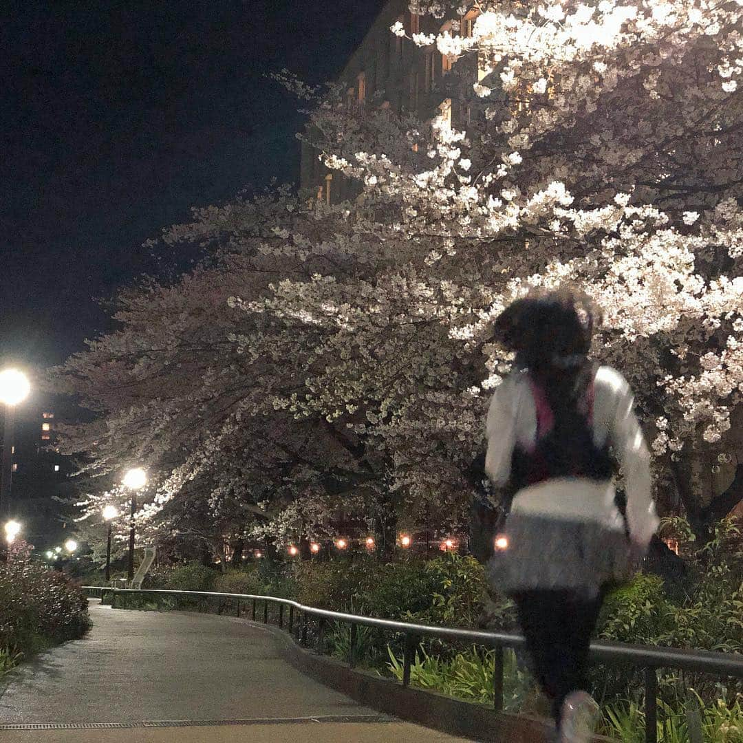 run+さんのインスタグラム写真 - (run+Instagram)「#中目黒 #桜 #さくら #サクラ #SAKURA #🌸 #帰宅ラン ならぬ帰宅散歩… 中目黒から池尻大橋に行く間にはいくつも橋があって、 橋ごとに異なる景色の桜に何度だって見惚れちゃう😍 ・ #帰宅RUN #通勤ラン #帰宅ランニング #都会のオアシス #走れるって幸せ #帰宅ランの楽しみ #ランニング #ジョギング #RUN #ガーミン #GARMIN #garmin #ガーミン645Music #ナイキプラス #nikeplus #nikerunning ・ #ランニング女子 #ハシリマスタグラム #ランニケーション #ゆるラン #街ラン #街RUN #花見ラン #トリメキ」4月5日 9時46分 - runplus