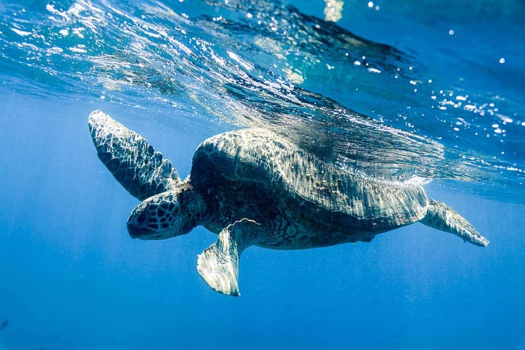 And Youさんのインスタグラム写真 - (And YouInstagram)「Did you know you can tell sea turtle species apart by how many scales are between their eyes 👀? A Hawksbill sea turtle has two pairs of scales between its eyes, while a green sea turtle only has one pair. #discoverocean #honu #seaturtle #oceanfacts #didyouknow」4月5日 9時46分 - dolphinsandyou