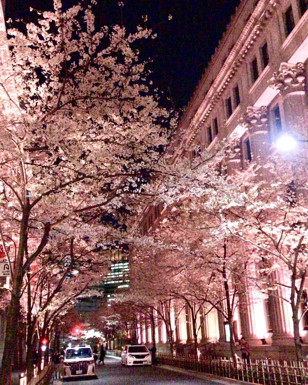 Rodner Figueroaさんのインスタグラム写真 - (Rodner FigueroaInstagram)「Cherry Blossoms!!! 🌸 Cerezos!!! #tokyo #japan #japon #tokio #nihombashi」4月5日 9時39分 - rodnerfigueroa