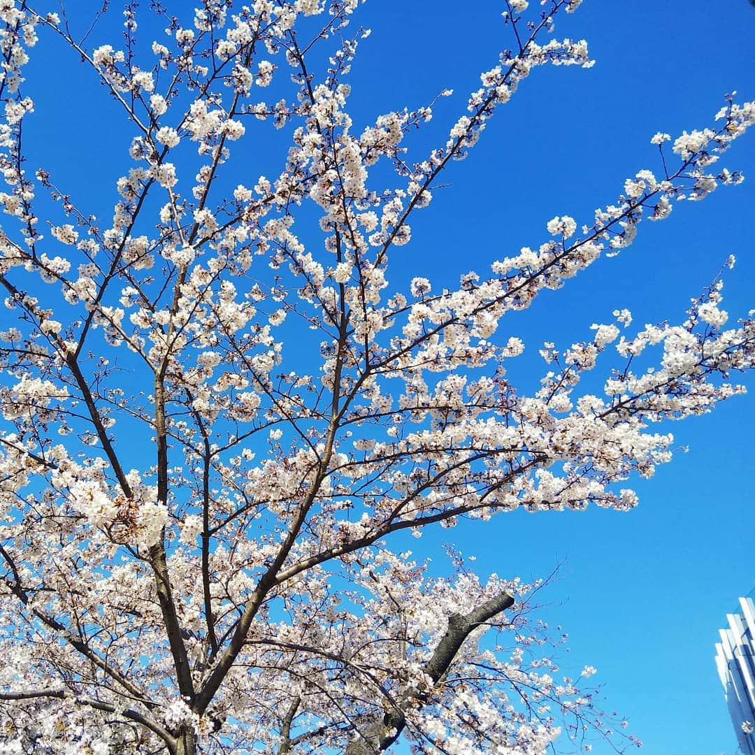 kidstoneさんのインスタグラム写真 - (kidstoneInstagram)「春休み、いかがおすごしでしょうか？？ 東京ミッドタウンでは桜が満開です！ 今日は暖かいのでお花見日和ですね🌸🌸🌸 #東京ミッドタウン #ミッドタウン #六本木 #桜 #kidstone #キッズ #お花見 #サクラ #おでかけ #家族でお出かけ」4月5日 9時44分 - smekidstone