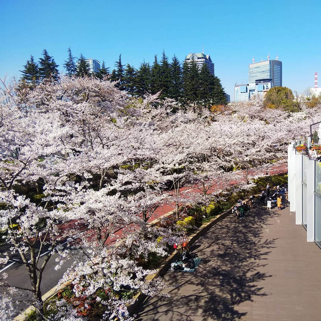 kidstoneさんのインスタグラム写真 - (kidstoneInstagram)「春休み、いかがおすごしでしょうか？？ 東京ミッドタウンでは桜が満開です！ 今日は暖かいのでお花見日和ですね🌸🌸🌸 #東京ミッドタウン #ミッドタウン #六本木 #桜 #kidstone #キッズ #お花見 #サクラ #おでかけ #家族でお出かけ」4月5日 9時44分 - smekidstone
