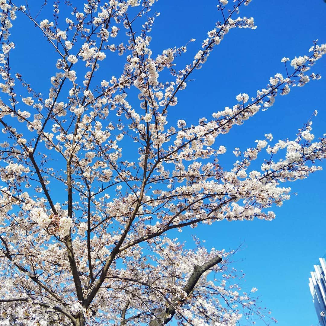kidstoneのインスタグラム：「春休み、いかがおすごしでしょうか？？ 東京ミッドタウンでは桜が満開です！ 今日は暖かいのでお花見日和ですね🌸🌸🌸 #東京ミッドタウン #ミッドタウン #六本木 #桜 #kidstone #キッズ #お花見 #サクラ #おでかけ #家族でお出かけ」