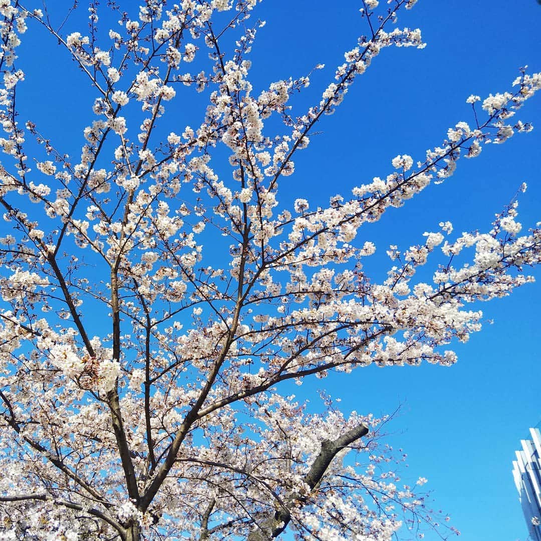のインスタグラム：「春休み、いかがおすごしでしょうか？？ 東京ミッドタウンでは桜が満開です！ 今日は暖かいのでお花見日和ですね🌸🌸🌸 #東京ミッドタウン #ミッドタウン #六本木 #桜 #kidstone #キッズ #お花見 #サクラ #おでかけ #家族でお出かけ」
