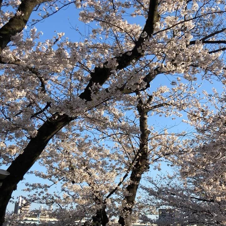 江川清音のインスタグラム