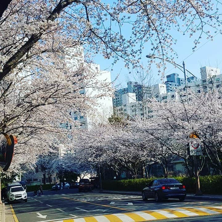 ブリアナさんのインスタグラム写真 - (ブリアナInstagram)「Beautiful blossom in Korea 😍❤️」4月5日 9時50分 - officialbreannayoun