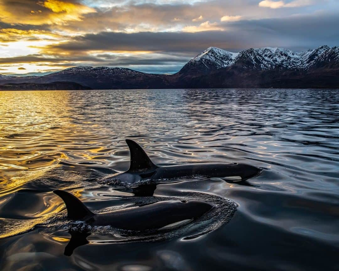 National Geographic Travelさんのインスタグラム写真 - (National Geographic TravelInstagram)「Photo by @PaulNicklen | Two orcas glide peacefully through the rich, healthy waters of the Lofoten region in northern Norway. The scenic fjords encompass a thriving ecosystem; one where orcas can be found by the hundreds, and coexist with a sustainable herring fishery. However, this region is as vulnerable as it is beautiful. Lofoten has had a temporary ban on oil activity since 2001, but as the ban is up for renewal yet again, the balance and livelihood of this precious area is in danger. It’s time for orcas and the habitat that supports them to be permanently protected. #FollowMe at @PaulNicklen for more photos of orcas and to find out how you can help to ensure an #OilFreeLofoten. #Lofoten #Norway #orca #conservation」4月5日 10時02分 - natgeotravel