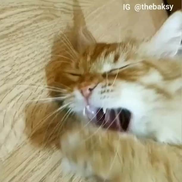 のインスタグラム：「This is me everyday ... especially in the workplace ⠀ ⠀ 📹@thebaksy⠀ ⠀ Want @9gag to feature your cat 🐾? Join our community and start sharing now 😺 Link in bio⠀ ⠀ #meowed #thebaksy #🇷🇺 #yawn #trynottoyawn #mood」