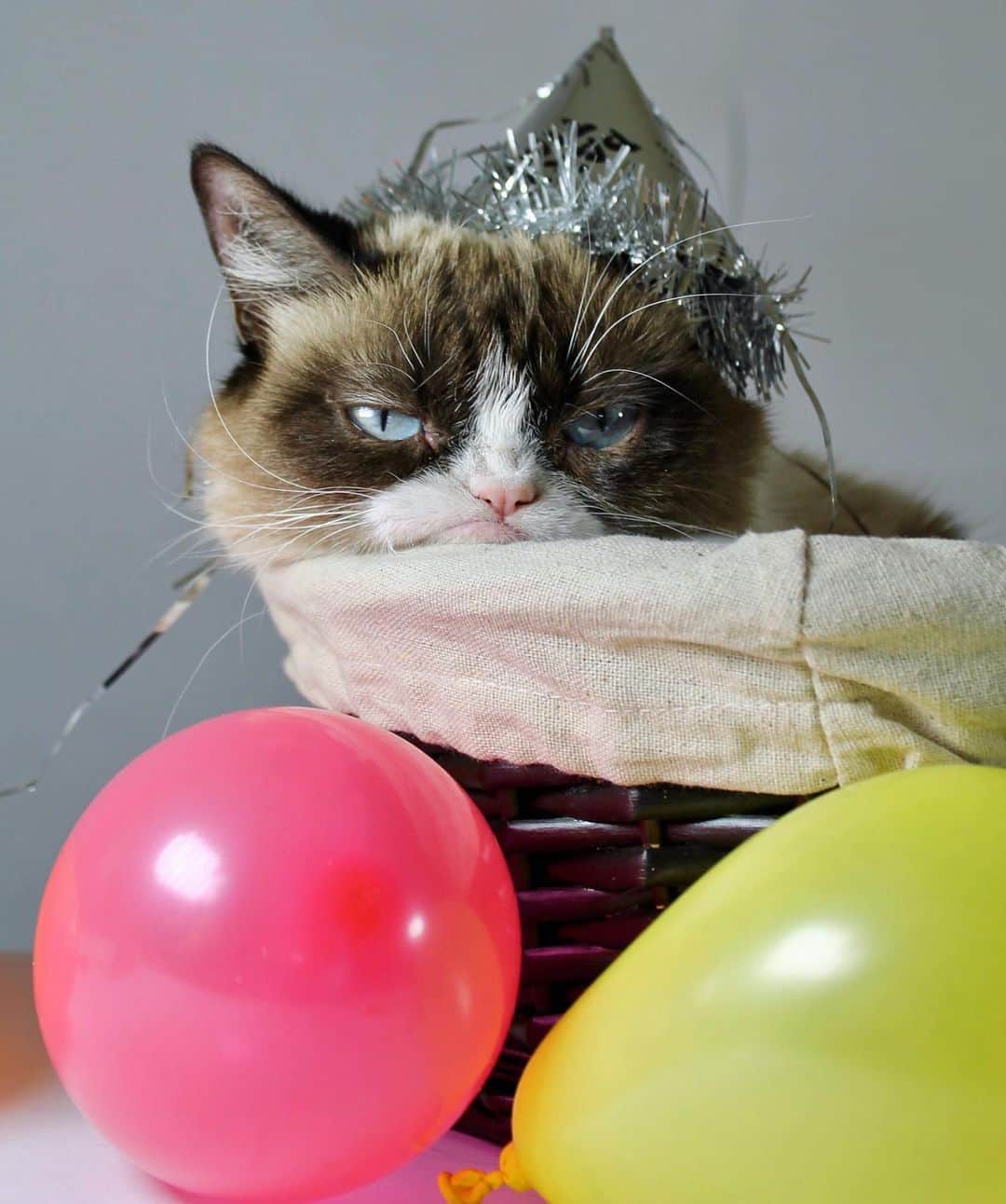 Grumpy Catさんのインスタグラム写真 - (Grumpy CatInstagram)「#HappyBirthdayGrumpyCat」4月5日 10時19分 - realgrumpycat