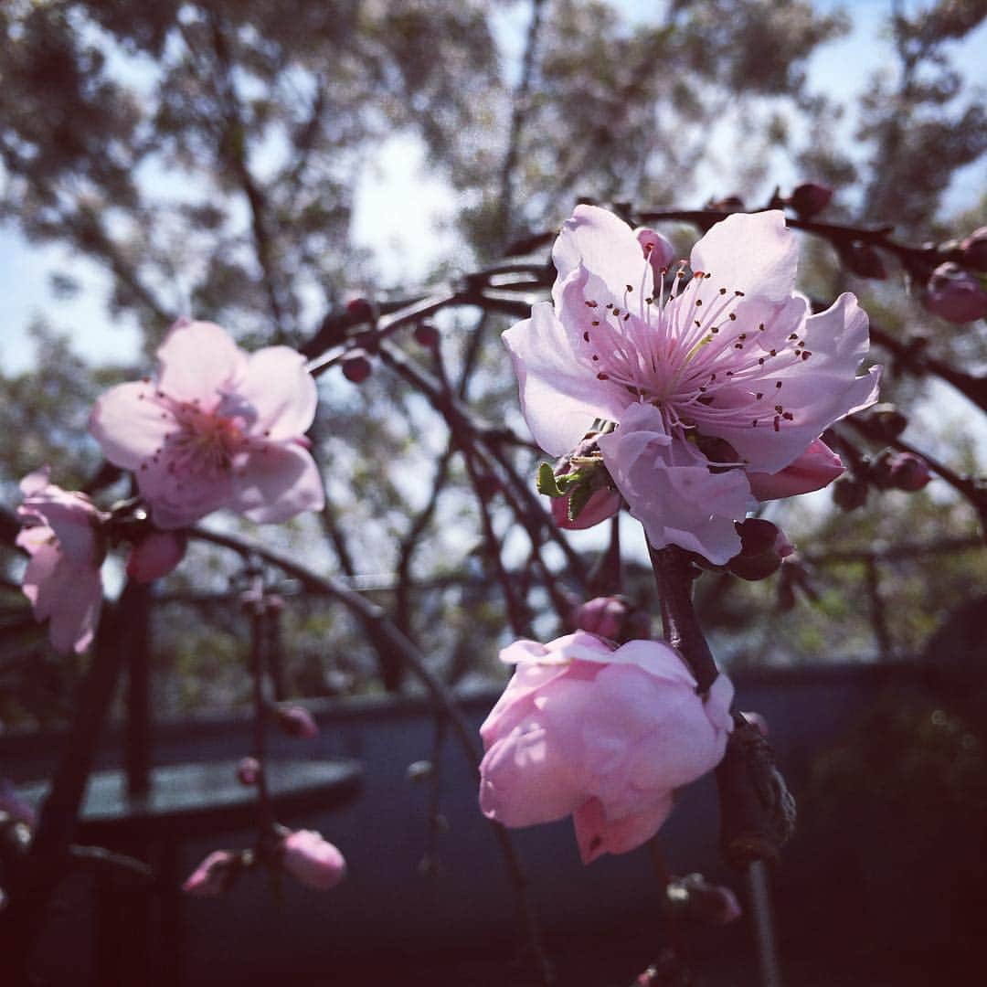 高岡早紀 さんのインスタグラム写真 - (高岡早紀 Instagram)「ウチの桜はもう散りはじめて、 次は枝垂れ桃の花が咲いてきたよ。 良い香りの季節ですね。。 #桃 #春 #早紀おウチガーデニング」4月5日 10時23分 - saki_takaoka