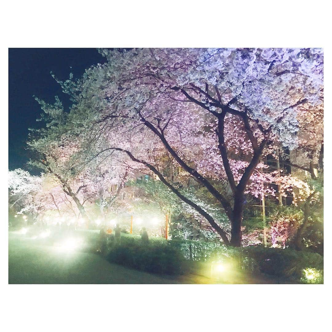 藤森香衣さんのインスタグラム写真 - (藤森香衣Instagram)「夜の桜、狂い咲き。  昼間と違う、白の多さに吸い込まれて、 木に吸収されそうな怖さが、夜桜にはあります。  #cherryblossom #tokyo #桜 #🌸 #夜桜 #怖い #品川 #高輪プリンスホテル」4月5日 10時28分 - kaefujimori