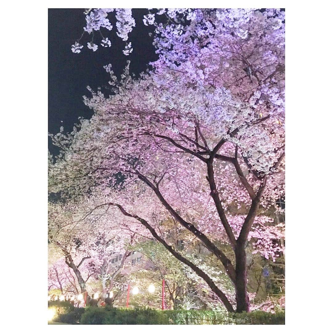 藤森香衣さんのインスタグラム写真 - (藤森香衣Instagram)「夜の桜、狂い咲き。  昼間と違う、白の多さに吸い込まれて、 木に吸収されそうな怖さが、夜桜にはあります。  #cherryblossom #tokyo #桜 #🌸 #夜桜 #怖い #品川 #高輪プリンスホテル」4月5日 10時28分 - kaefujimori