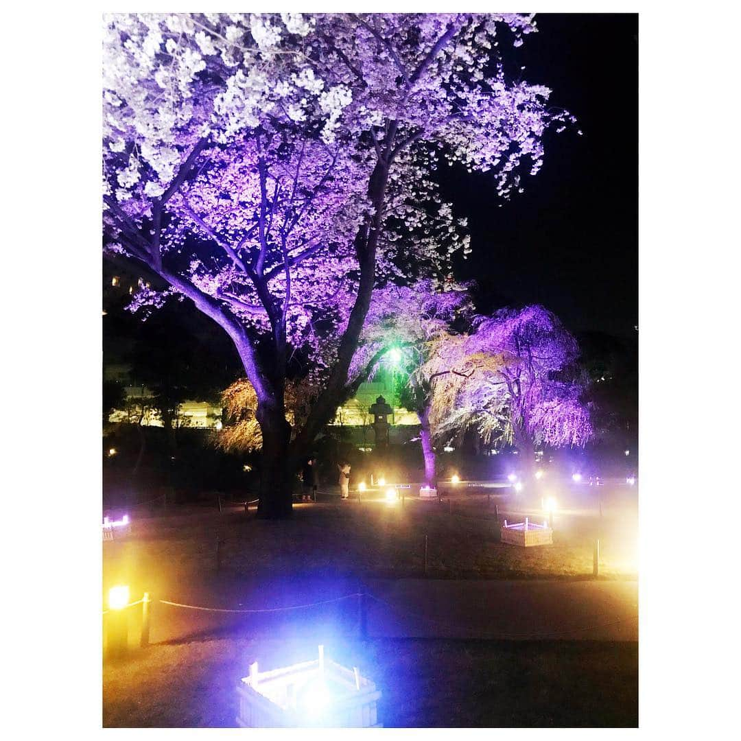 藤森香衣さんのインスタグラム写真 - (藤森香衣Instagram)「夜の桜、狂い咲き。  昼間と違う、白の多さに吸い込まれて、 木に吸収されそうな怖さが、夜桜にはあります。  #cherryblossom #tokyo #桜 #🌸 #夜桜 #怖い #品川 #高輪プリンスホテル」4月5日 10時28分 - kaefujimori